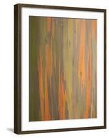 Rainbow Eucalyptus Tree Bark-Lew Robertson-Framed Photographic Print