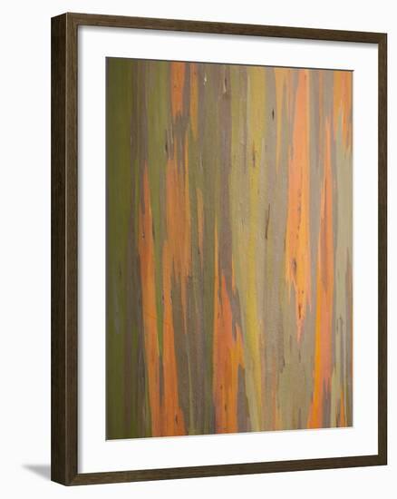 Rainbow Eucalyptus Tree Bark-Lew Robertson-Framed Photographic Print