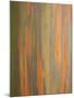 Rainbow Eucalyptus Tree Bark-Lew Robertson-Mounted Photographic Print