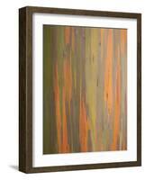 Rainbow Eucalyptus Tree Bark-Lew Robertson-Framed Photographic Print