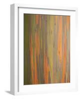 Rainbow Eucalyptus Tree Bark-Lew Robertson-Framed Photographic Print