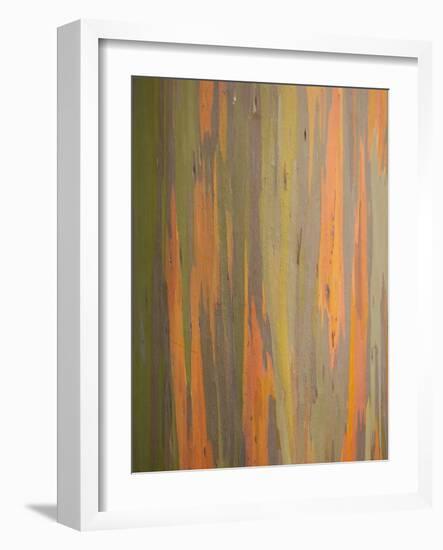 Rainbow Eucalyptus Tree Bark-Lew Robertson-Framed Photographic Print