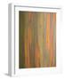 Rainbow Eucalyptus Tree Bark-Lew Robertson-Framed Photographic Print