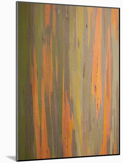 Rainbow Eucalyptus Tree Bark-Lew Robertson-Mounted Photographic Print