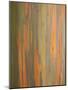 Rainbow Eucalyptus Tree Bark-Lew Robertson-Mounted Photographic Print