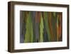 rainbow eucalyptus tree bark-Edward Myles-Framed Photographic Print