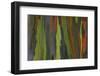 rainbow eucalyptus tree bark-Edward Myles-Framed Photographic Print