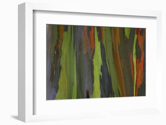 rainbow eucalyptus tree bark-Edward Myles-Framed Photographic Print