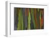 rainbow eucalyptus tree bark-Edward Myles-Framed Photographic Print