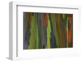 rainbow eucalyptus tree bark-Edward Myles-Framed Photographic Print