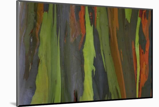 rainbow eucalyptus tree bark-Edward Myles-Mounted Photographic Print