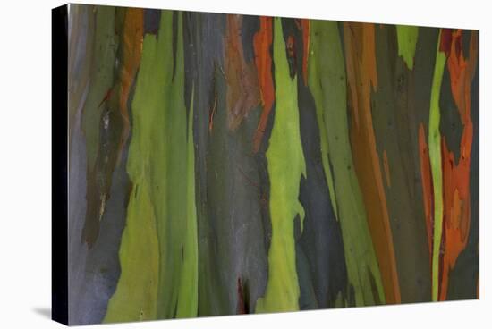 rainbow eucalyptus tree bark-Edward Myles-Stretched Canvas