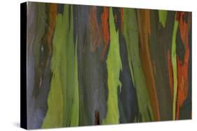 rainbow eucalyptus tree bark-Edward Myles-Stretched Canvas