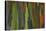 rainbow eucalyptus tree bark-Edward Myles-Stretched Canvas