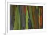 rainbow eucalyptus tree bark-Edward Myles-Framed Photographic Print