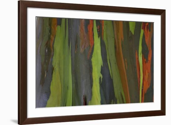rainbow eucalyptus tree bark-Edward Myles-Framed Photographic Print