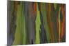 rainbow eucalyptus tree bark-Edward Myles-Mounted Photographic Print
