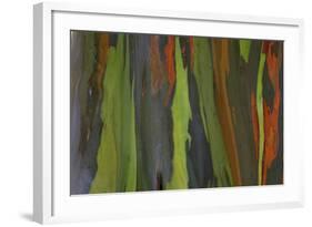 rainbow eucalyptus tree bark-Edward Myles-Framed Photographic Print