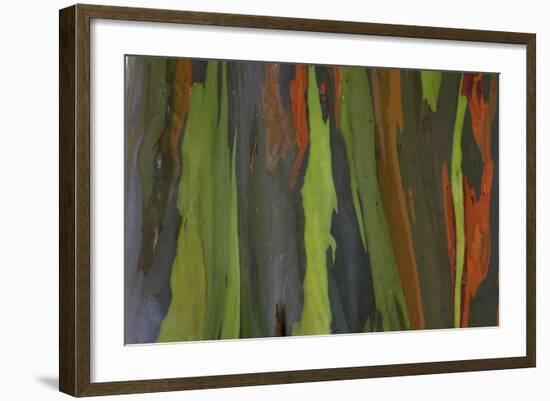 rainbow eucalyptus tree bark-Edward Myles-Framed Photographic Print