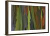 rainbow eucalyptus tree bark-Edward Myles-Framed Photographic Print