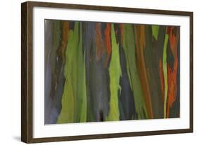 rainbow eucalyptus tree bark-Edward Myles-Framed Photographic Print