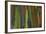 rainbow eucalyptus tree bark-Edward Myles-Framed Photographic Print