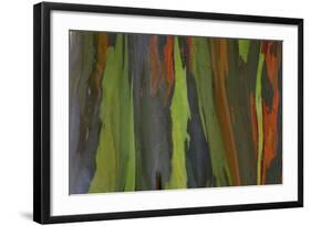 rainbow eucalyptus tree bark-Edward Myles-Framed Photographic Print