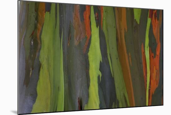 rainbow eucalyptus tree bark-Edward Myles-Mounted Photographic Print