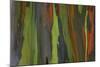 rainbow eucalyptus tree bark-Edward Myles-Mounted Photographic Print