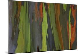 rainbow eucalyptus tree bark-Edward Myles-Mounted Photographic Print