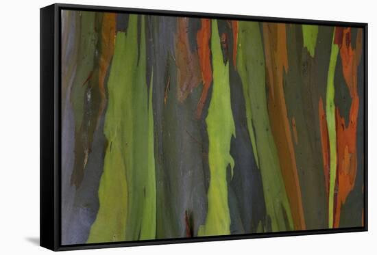 rainbow eucalyptus tree bark-Edward Myles-Framed Stretched Canvas