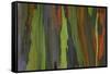 rainbow eucalyptus tree bark-Edward Myles-Framed Stretched Canvas