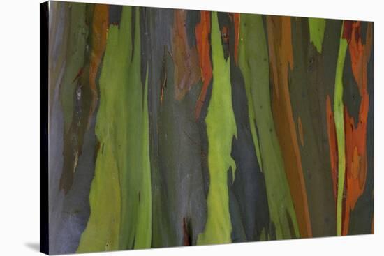 rainbow eucalyptus tree bark-Edward Myles-Stretched Canvas