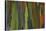 rainbow eucalyptus tree bark-Edward Myles-Stretched Canvas