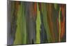 rainbow eucalyptus tree bark-Edward Myles-Mounted Photographic Print