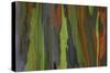 rainbow eucalyptus tree bark-Edward Myles-Stretched Canvas