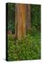 Rainbow Eucalyptus Trees (Eucalyptus Deglupta)-Terry Eggers-Stretched Canvas