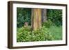 Rainbow Eucalyptus Trees (Eucalyptus Deglupta)-Terry Eggers-Framed Photographic Print