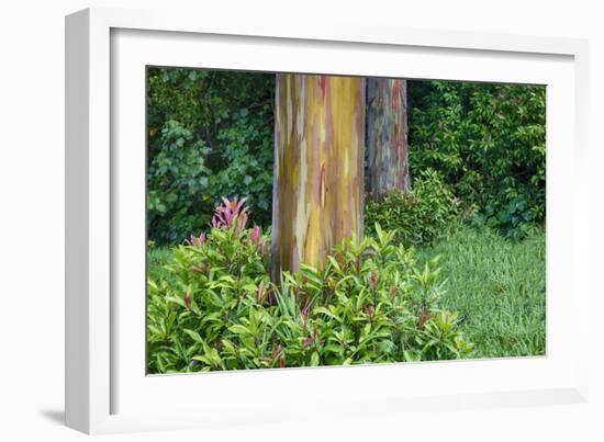 Rainbow Eucalyptus Trees (Eucalyptus Deglupta)-Terry Eggers-Framed Photographic Print