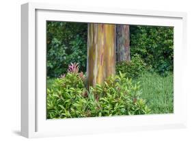 Rainbow Eucalyptus Trees (Eucalyptus Deglupta)-Terry Eggers-Framed Photographic Print