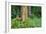 Rainbow Eucalyptus Trees (Eucalyptus Deglupta)-Terry Eggers-Framed Photographic Print