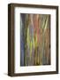 Rainbow Eucalyptus Trees (Eucalyptus Deglupta)-Terry Eggers-Framed Photographic Print