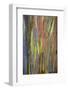 Rainbow Eucalyptus Trees (Eucalyptus Deglupta)-Terry Eggers-Framed Photographic Print