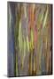 Rainbow Eucalyptus Trees (Eucalyptus Deglupta)-Terry Eggers-Mounted Photographic Print