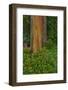 Rainbow Eucalyptus Trees (Eucalyptus Deglupta)-Terry Eggers-Framed Photographic Print