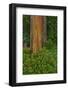 Rainbow Eucalyptus Trees (Eucalyptus Deglupta)-Terry Eggers-Framed Photographic Print