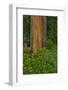 Rainbow Eucalyptus Trees (Eucalyptus Deglupta)-Terry Eggers-Framed Photographic Print