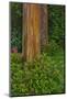 Rainbow Eucalyptus Trees (Eucalyptus Deglupta)-Terry Eggers-Mounted Photographic Print