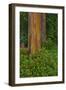 Rainbow Eucalyptus Trees (Eucalyptus Deglupta)-Terry Eggers-Framed Photographic Print