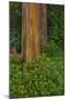 Rainbow Eucalyptus Trees (Eucalyptus Deglupta)-Terry Eggers-Mounted Photographic Print